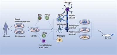 Differentiation of Glial Cells From hiPSCs: Potential Applications in Neurological Diseases and Cell Replacement Therapy